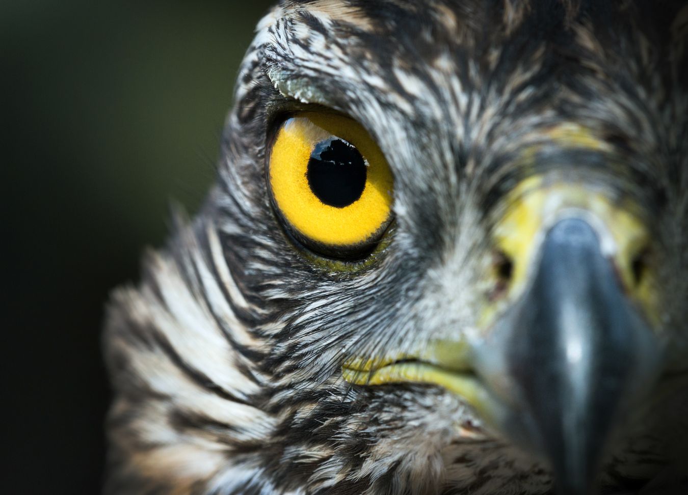 Azor común/ Accipiter gentilis (Madrid)