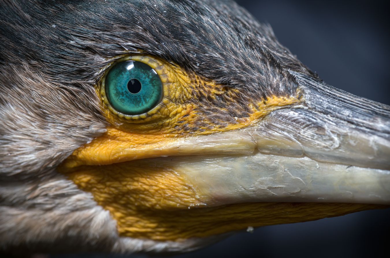 Cormorán grande/ Phalacrocorax carbo (Madrid)