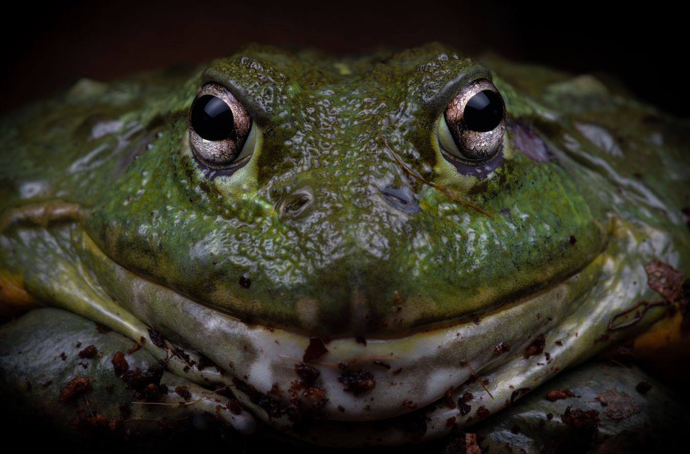 Rana toro africana/ Pyxycephalus adspersus (Snakeroom)