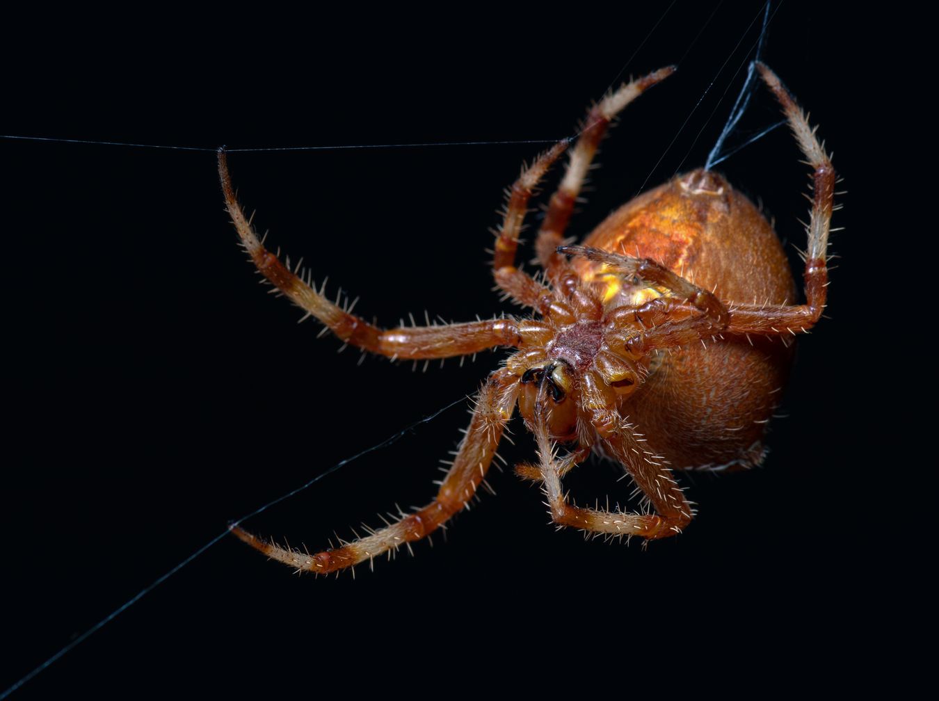 Araña de la cruz/ Araneus diadematus (Málaga)