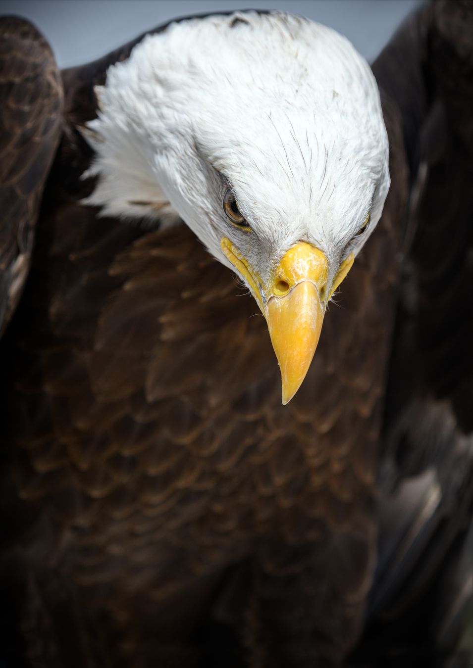 Águila calva americana/ Haliaeetus leucocephalus (Centro zoológico)