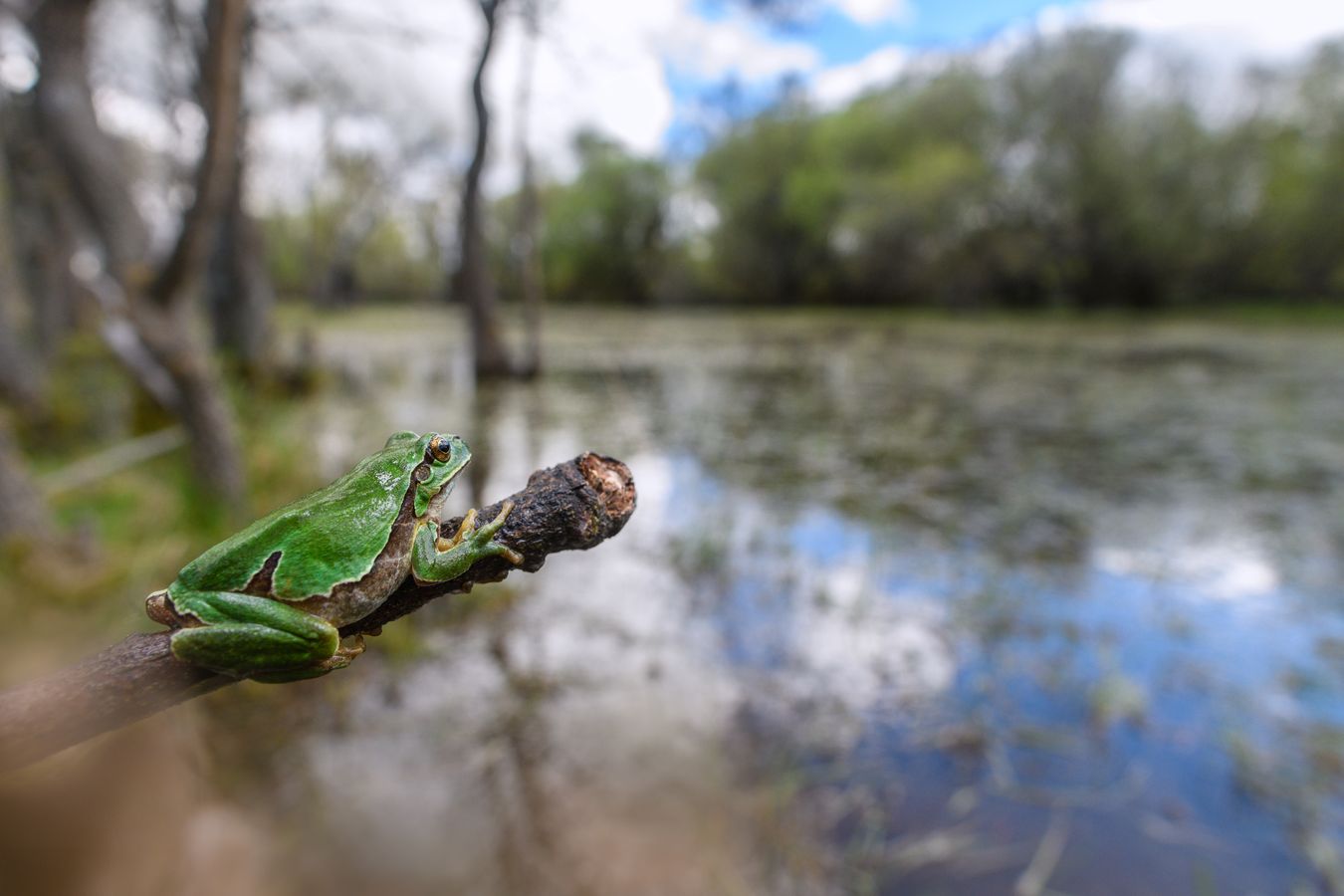 Ranita de San Antonio/ Hyla molleri (Madrid)