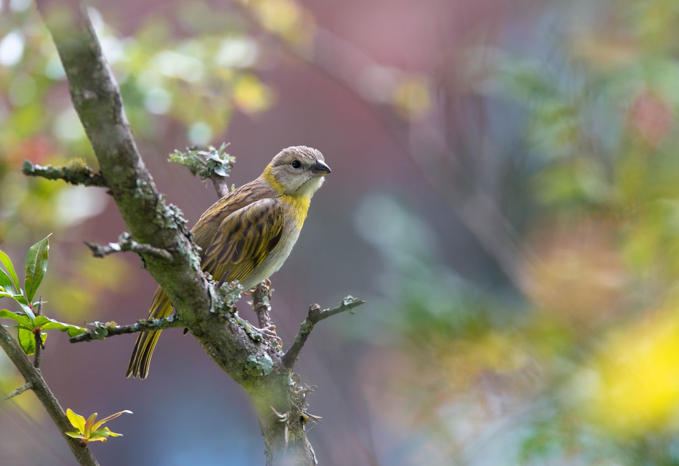 Pinzón azafranado/ Sicalis flaveola (Tababela. Ecuador)