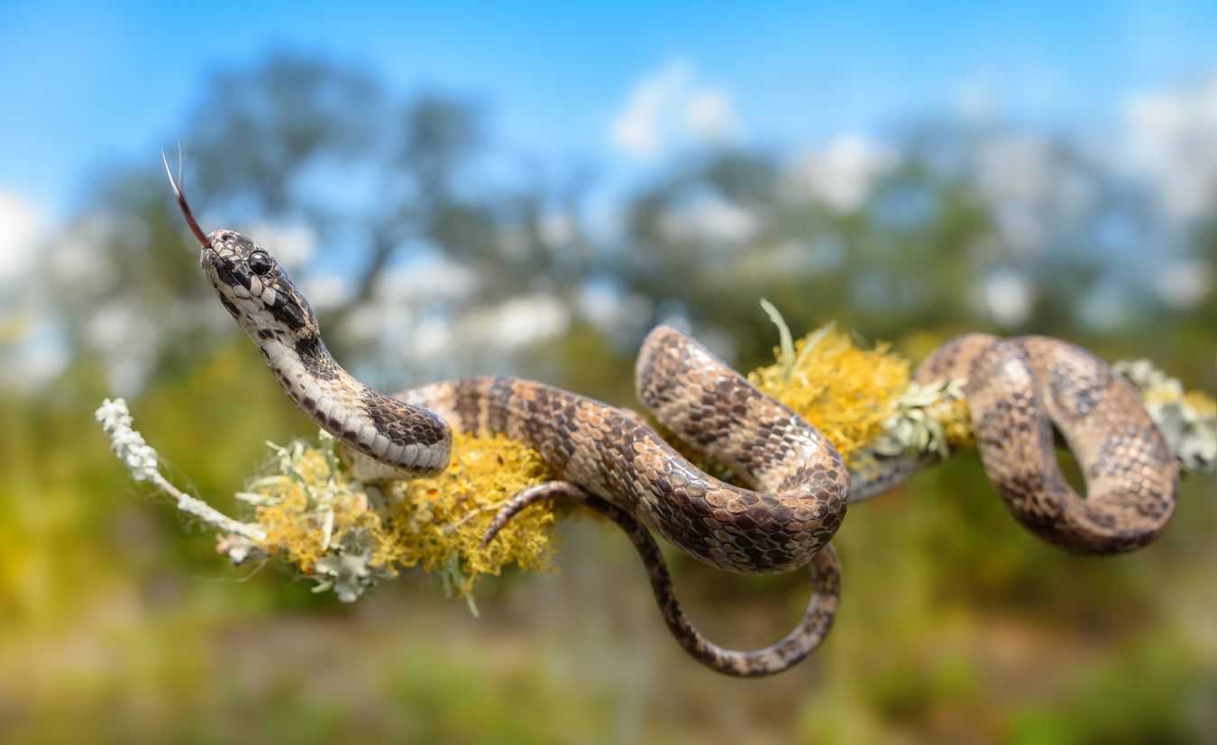 Serpiente caracolera/ Dipsas elegans (Tababela. Ecuador)