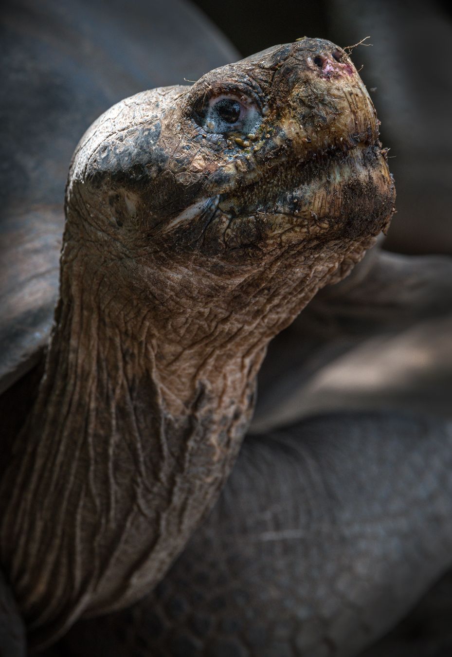 Tortuga gigante de Isabela/ Chelonoidis vicina (Islas Galápagos)