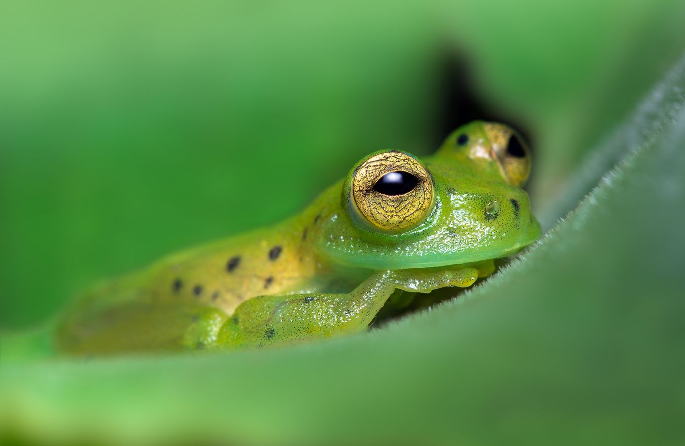 Rana de cristal Esmeralda/ Espadarana prosoblepon (Mindo. Ecuador)