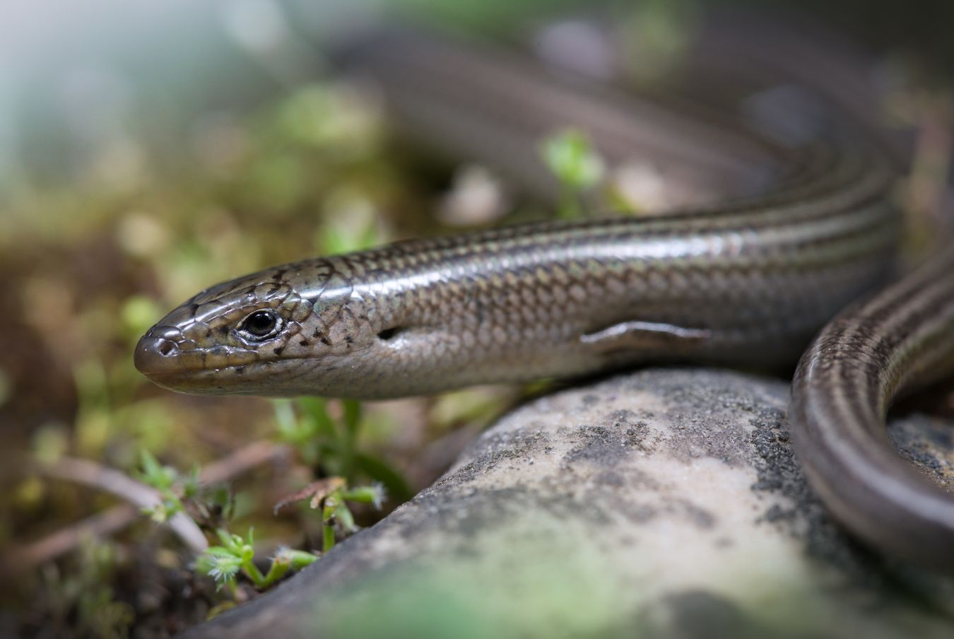 Eslizón tridáctilo ibérico/ Chalcides striatus (Madrid)