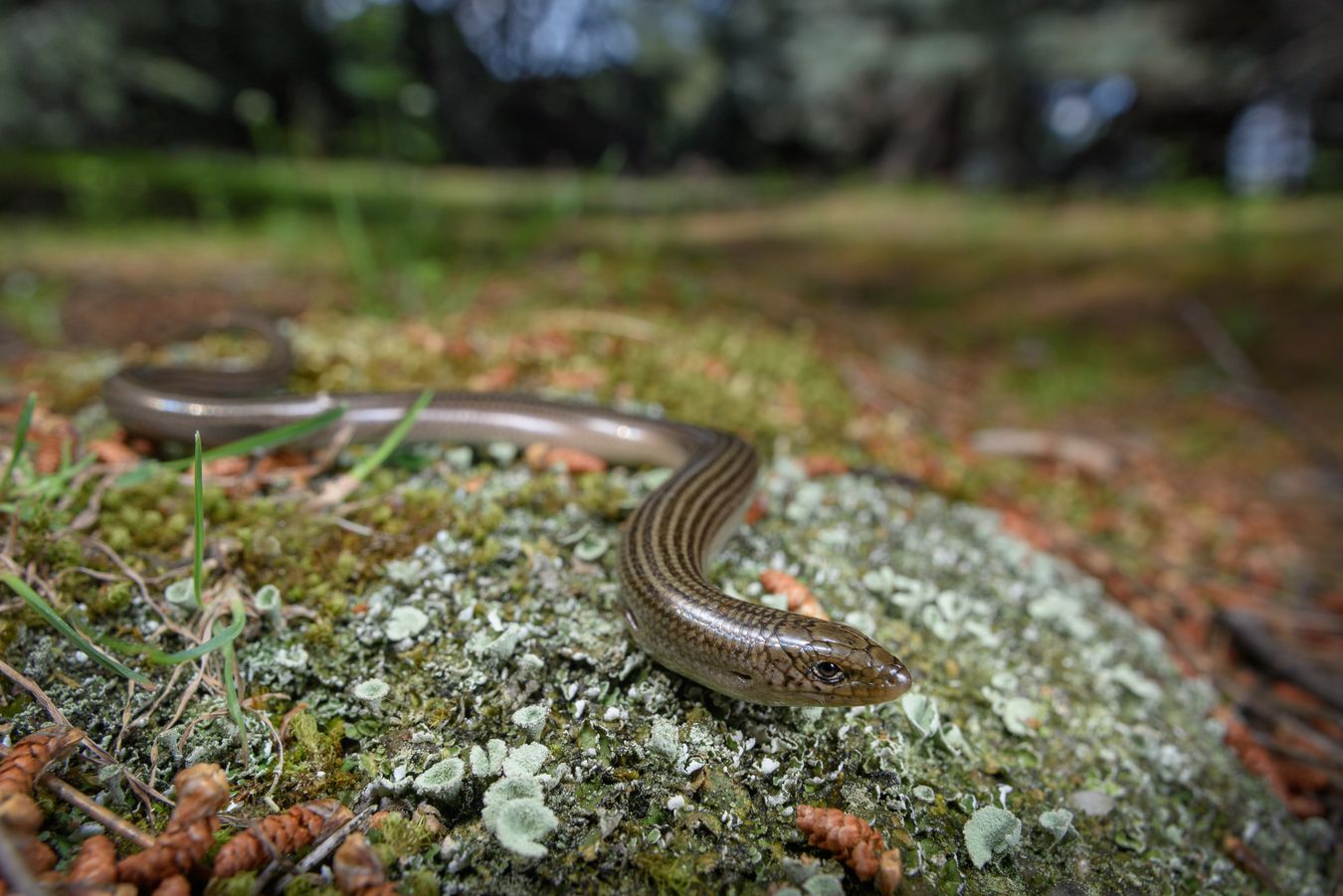 Eslizón tridáctilo ibérico/ Chalcides striatus (Madrid)