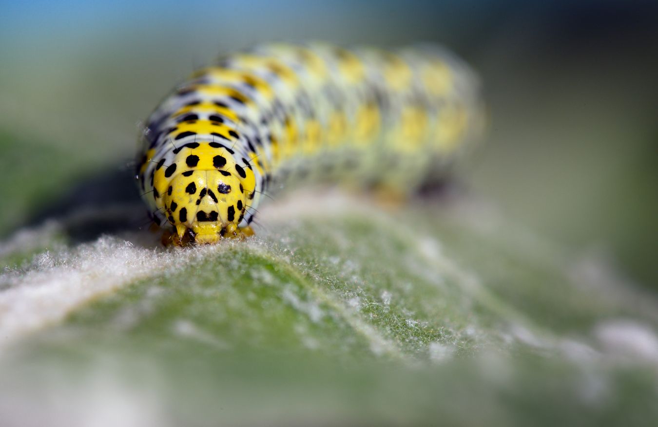 Polilla del Gordolobo/ Cucullia verbasci (Madrid)