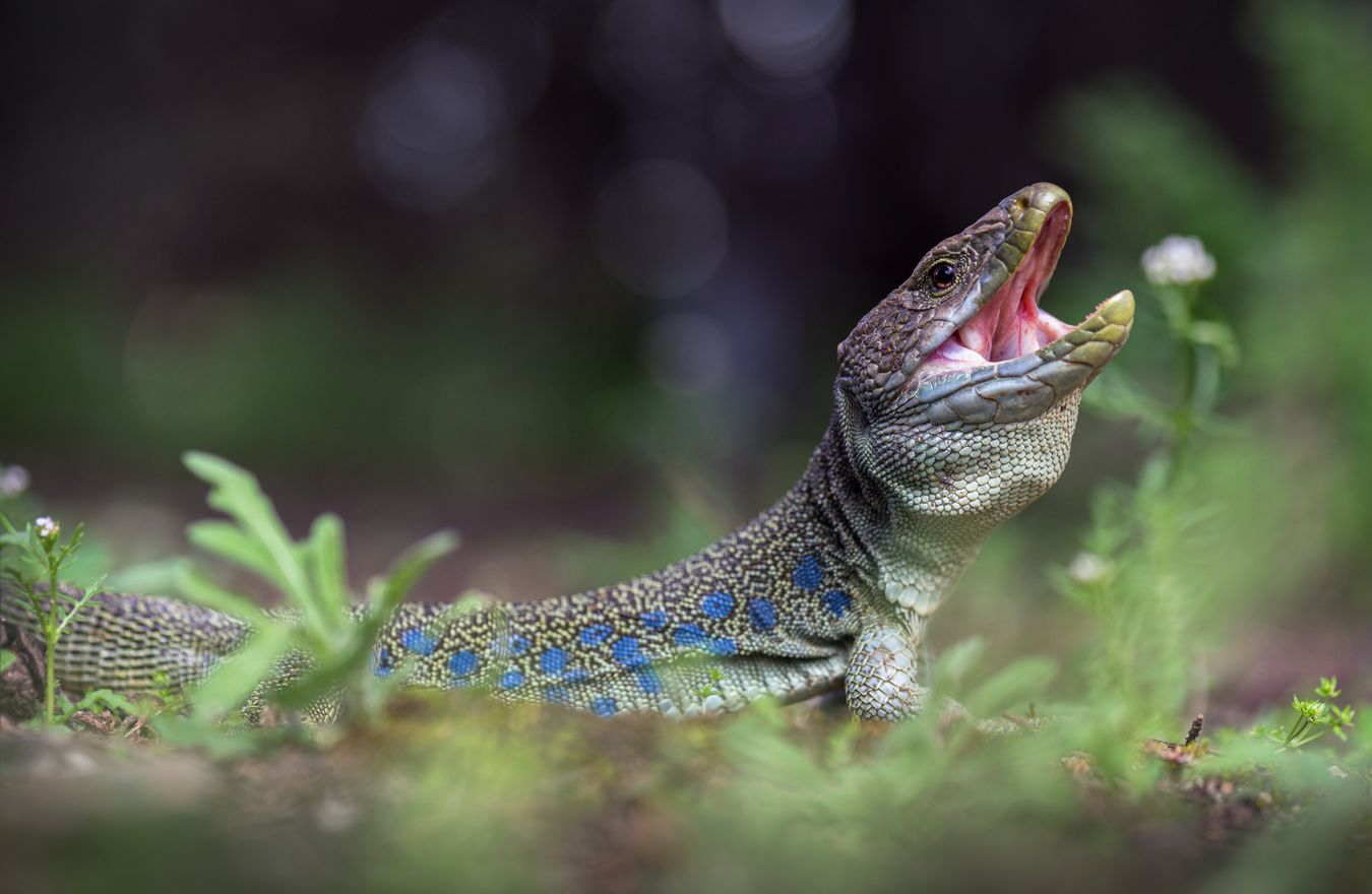 Lagarto ocelado/ Timon lepidus (Madrid)