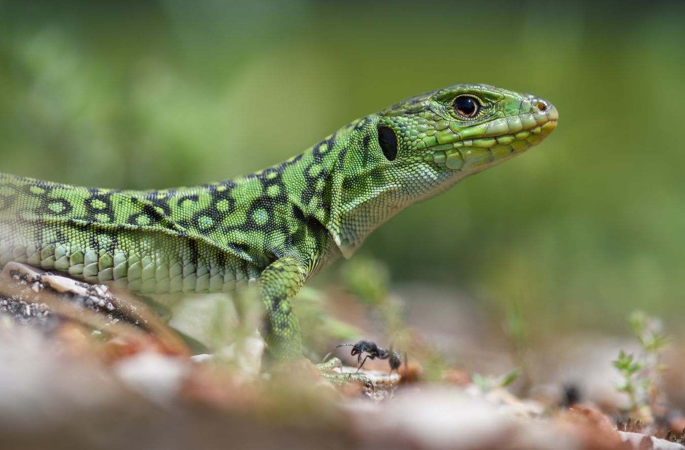 Lagarto ocelado/ Timon lepidus (Madrid)