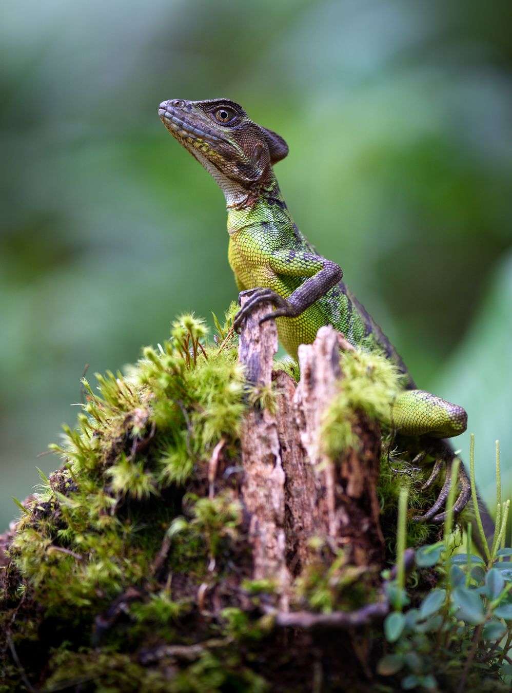 Basilisco de cabeza roja/ Basiliscus galeritus (Mindo. Ecuador)