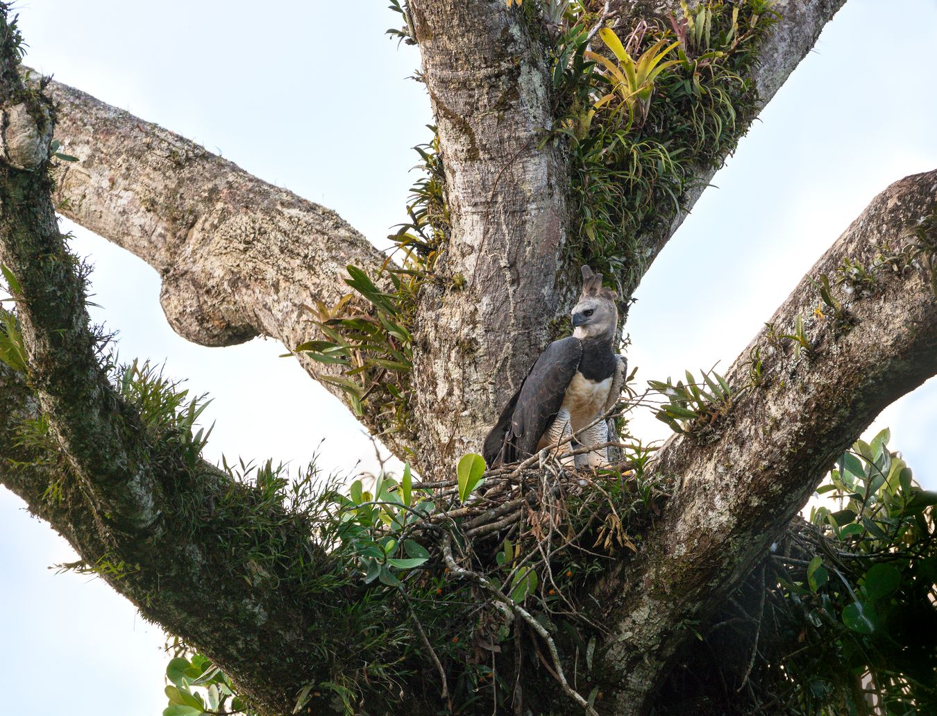 Águila harpía/ Harpia harpyja (Gareno. Ecuador)