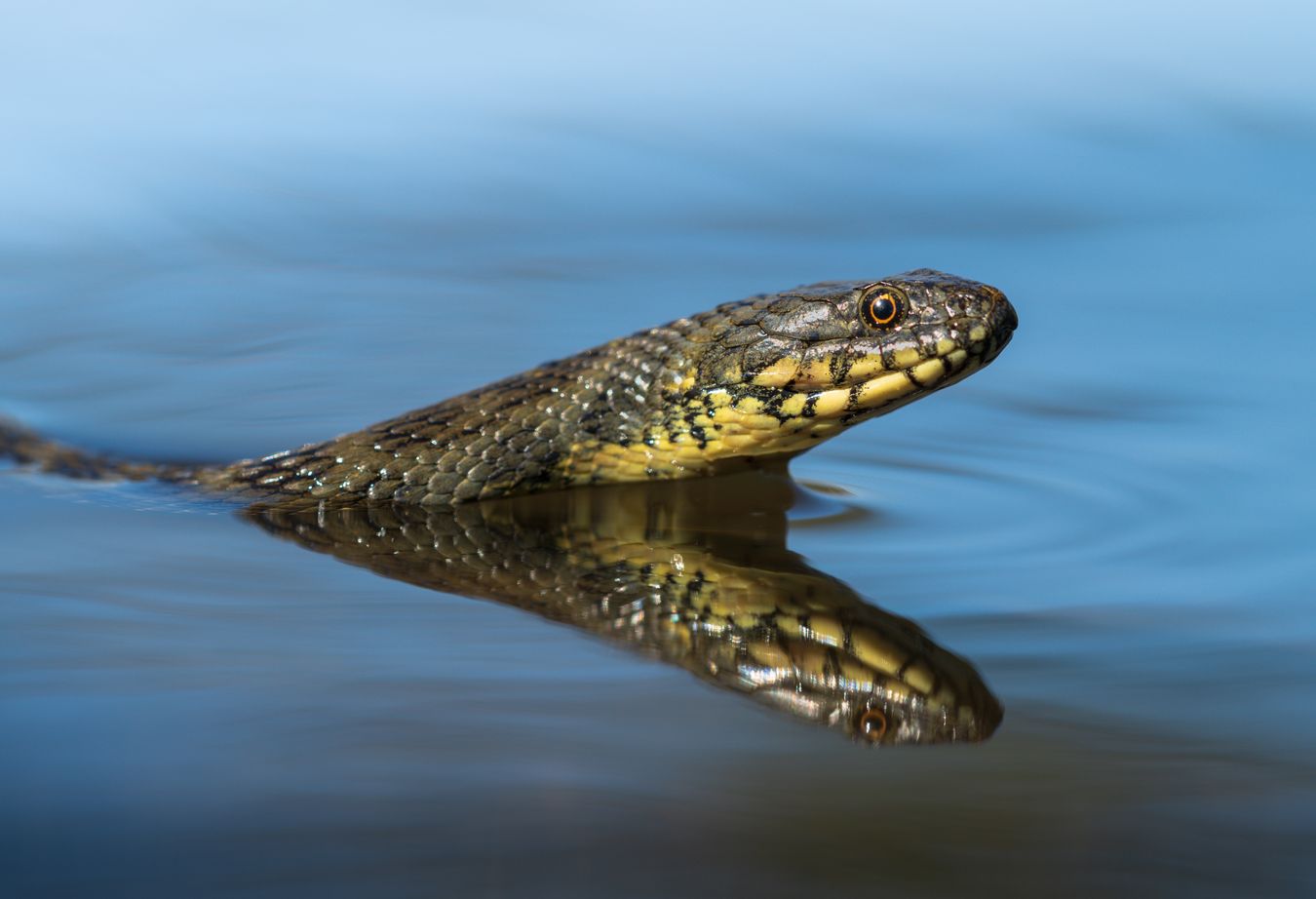 Culebra viperina/ Natrix maura (Andújar)