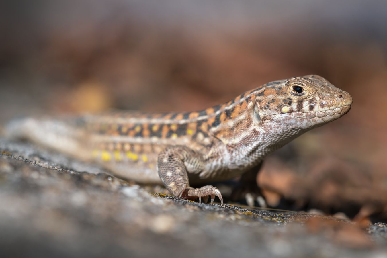 Lagartija colirroja/ Acanthodactylus erythrurus (Madrid)