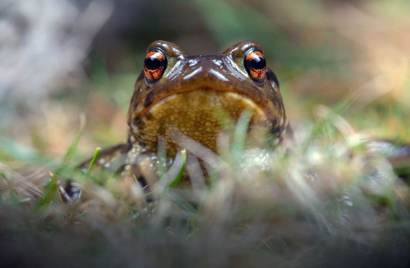 Sapo común/ Bufo spinosus (Coruña)