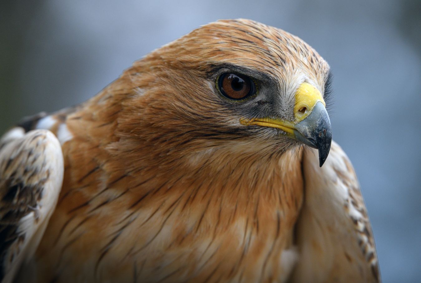 Águila calzada/ Aquila pennata (Madrid)