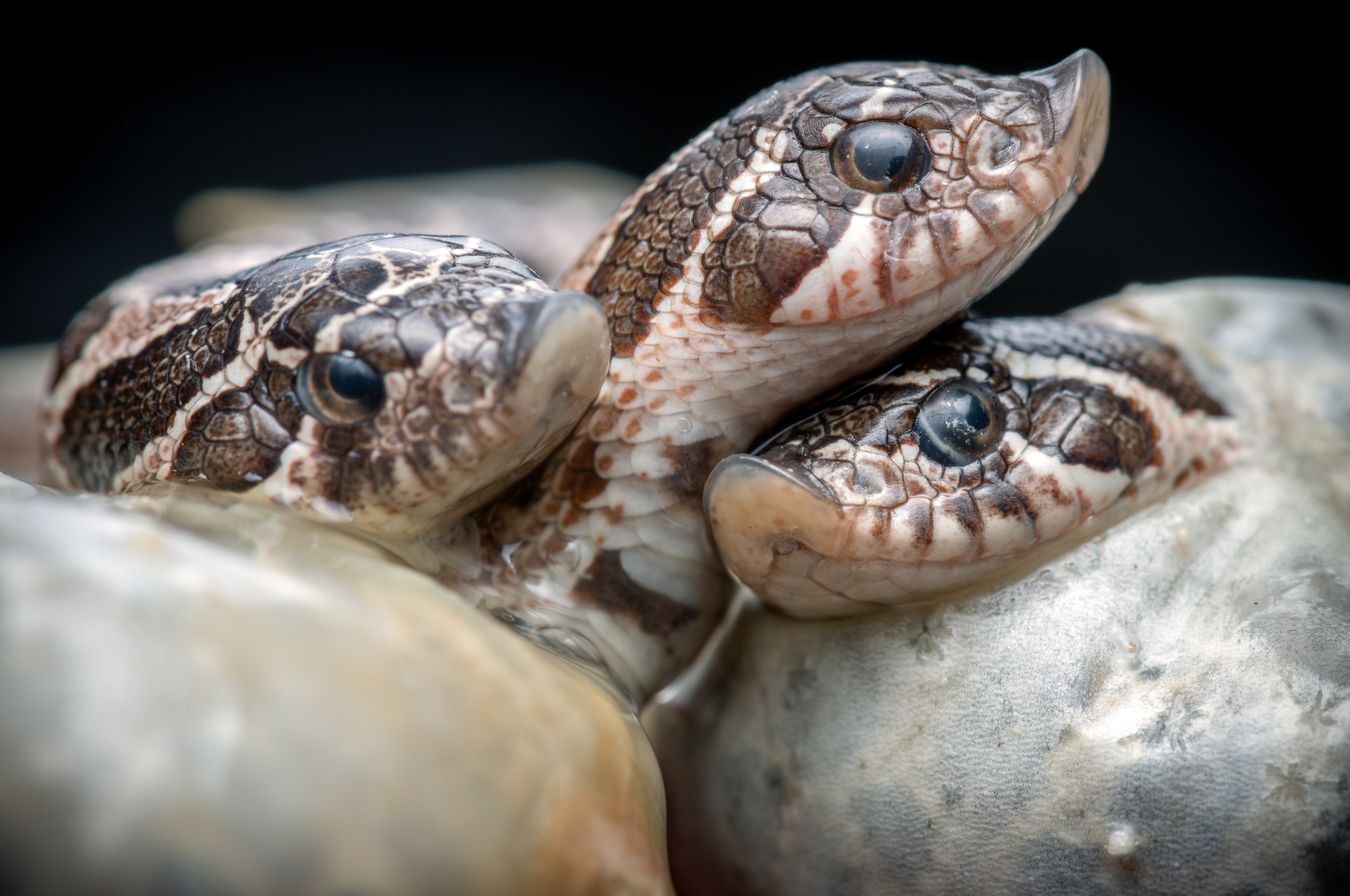 Serpiente de hocico de cerdo occidental/ Heterodon nasicus (Snakeroom)