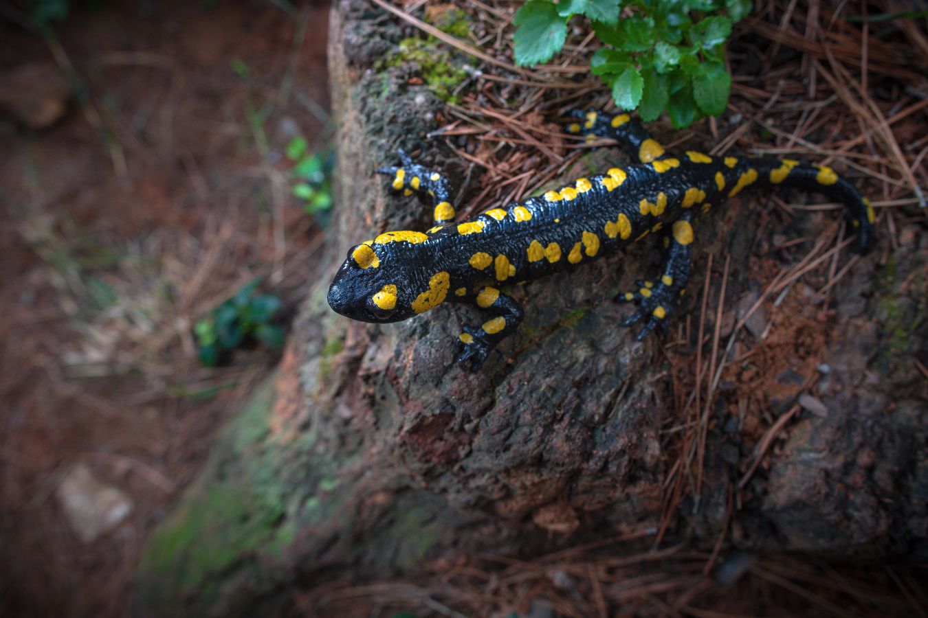 Salamandra penibética/ Salamandra longirostris (Málaga)