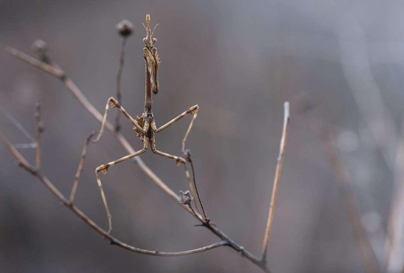 Mantis palo/ Empusa pennata (Málaga)