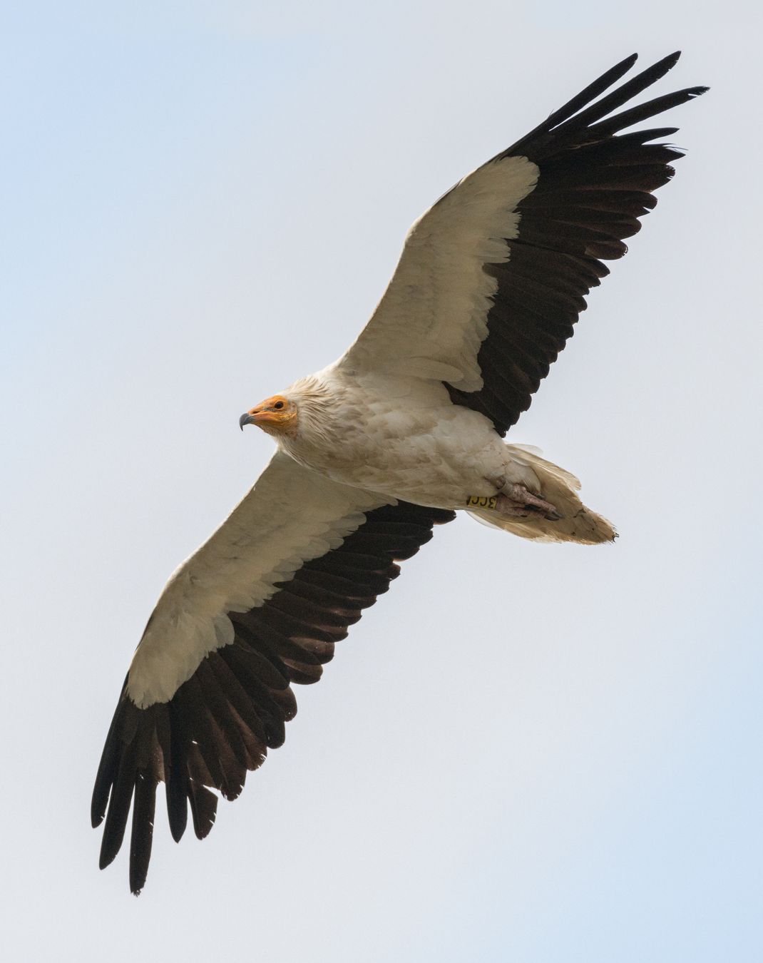 Alimoche común/ Neophron percnopterus (Hoces del Duratón. Segovia)