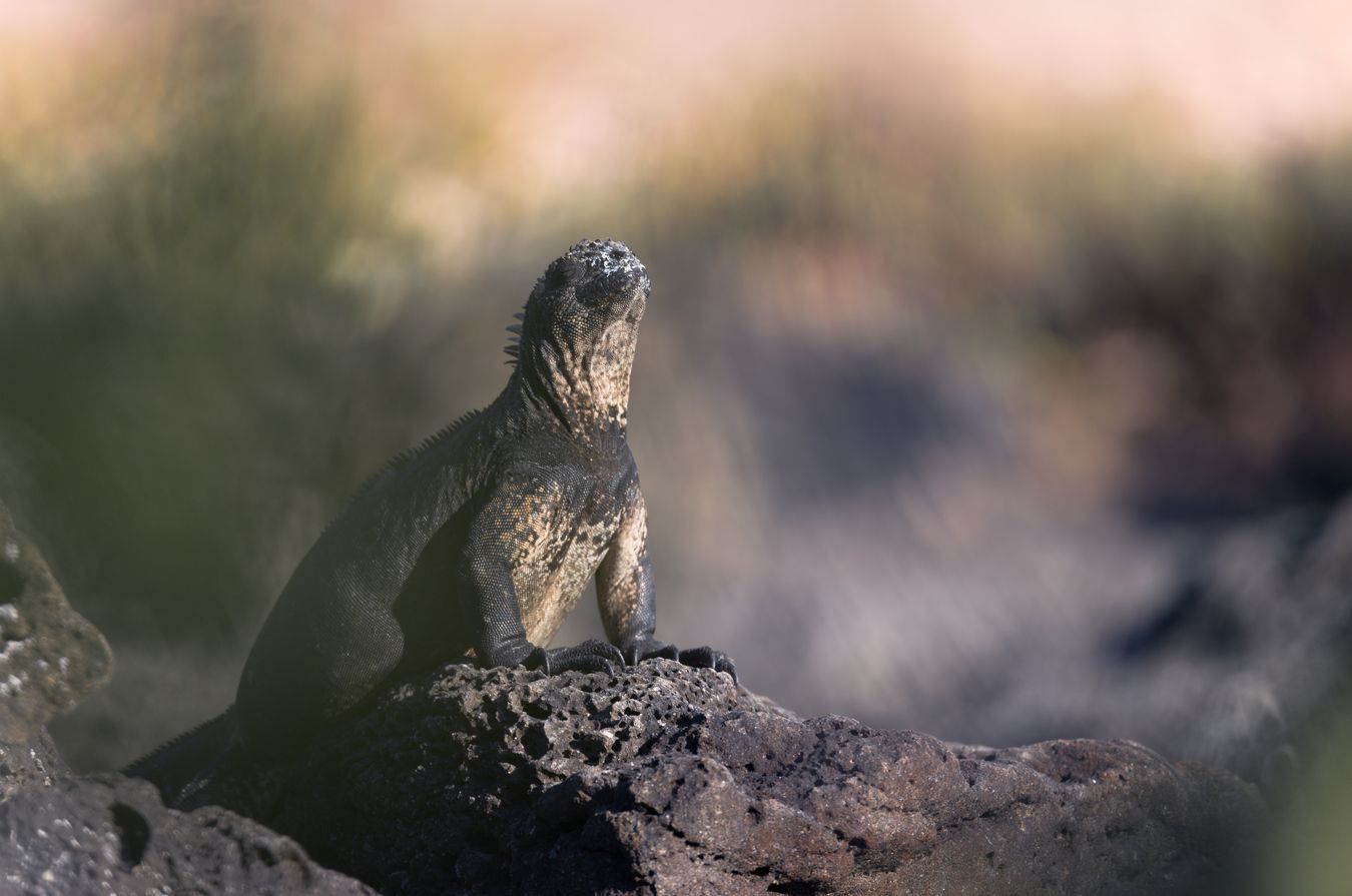 Iguana marina/ Amblyrhynchus cristatus (Islas Galápagos)