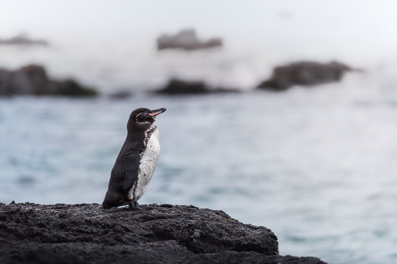 Pingüino de las Galápagos​/ Spheniscus mendiculus (Islas Galápagos)