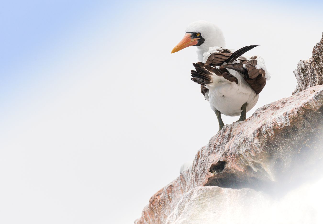 Piquero de Nazca/ Sula granti (Islas Galápagos)