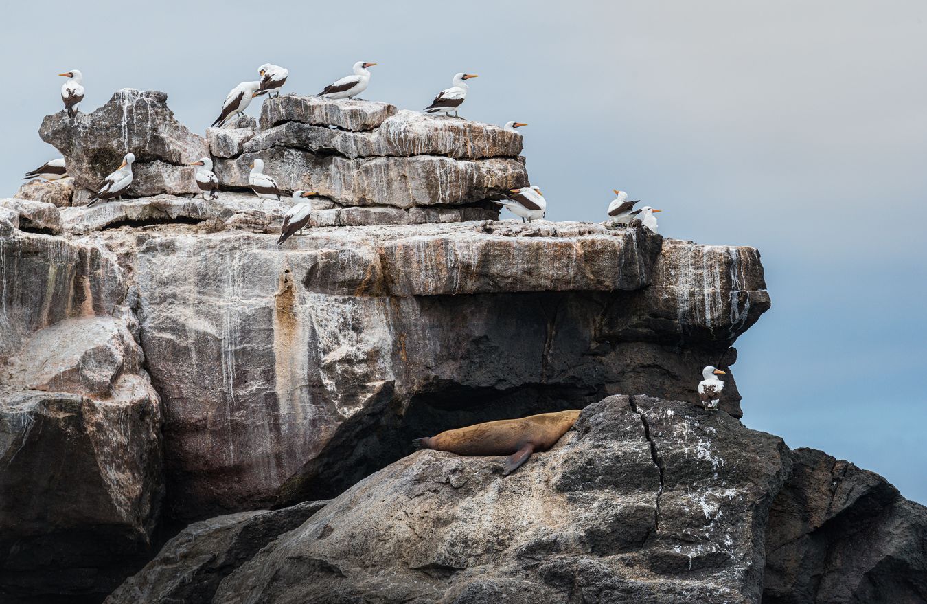 Piquero de Nazca/ Sula granti (Islas Galápagos)