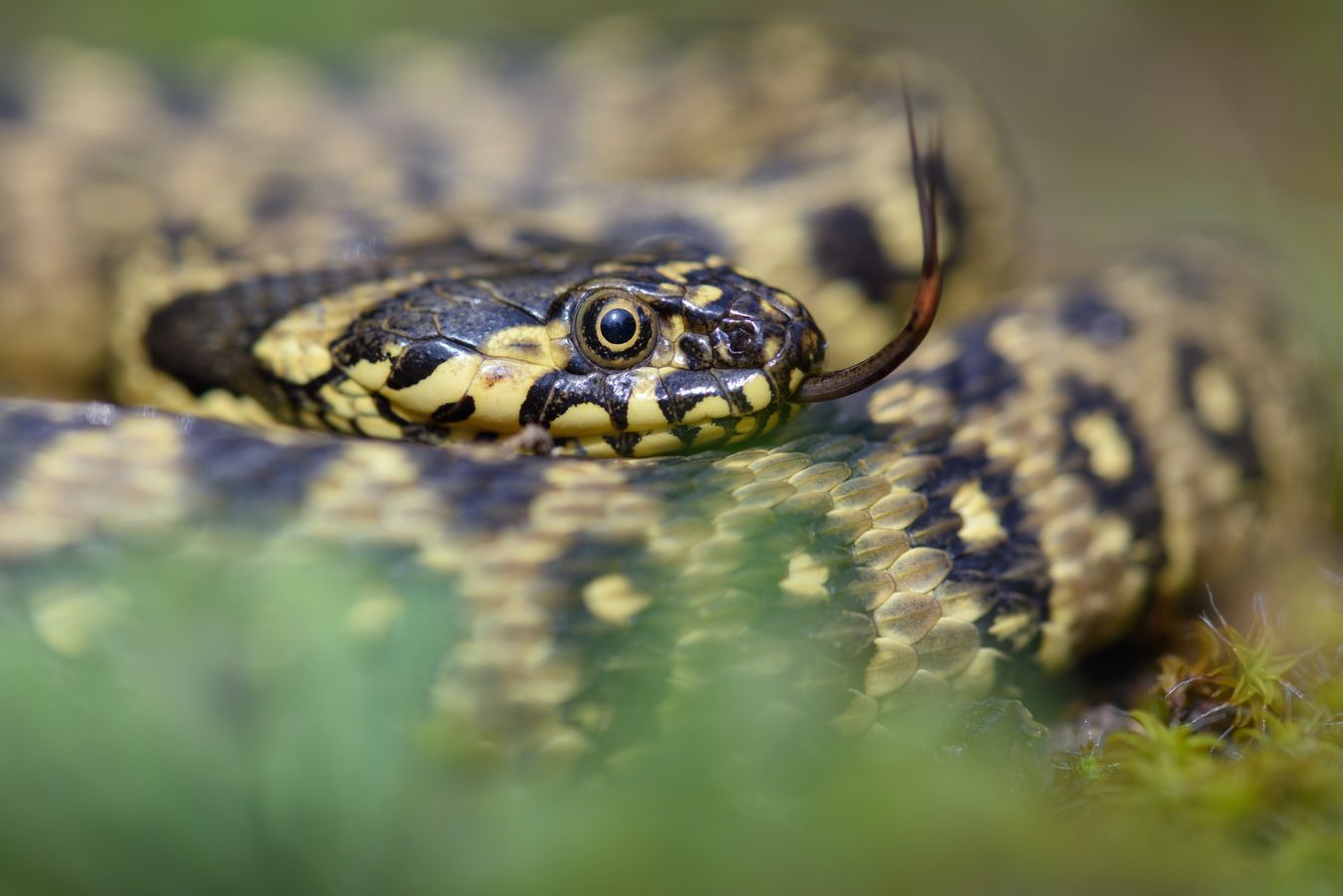 Culebra viperina/ Natrix maura (Madrid)