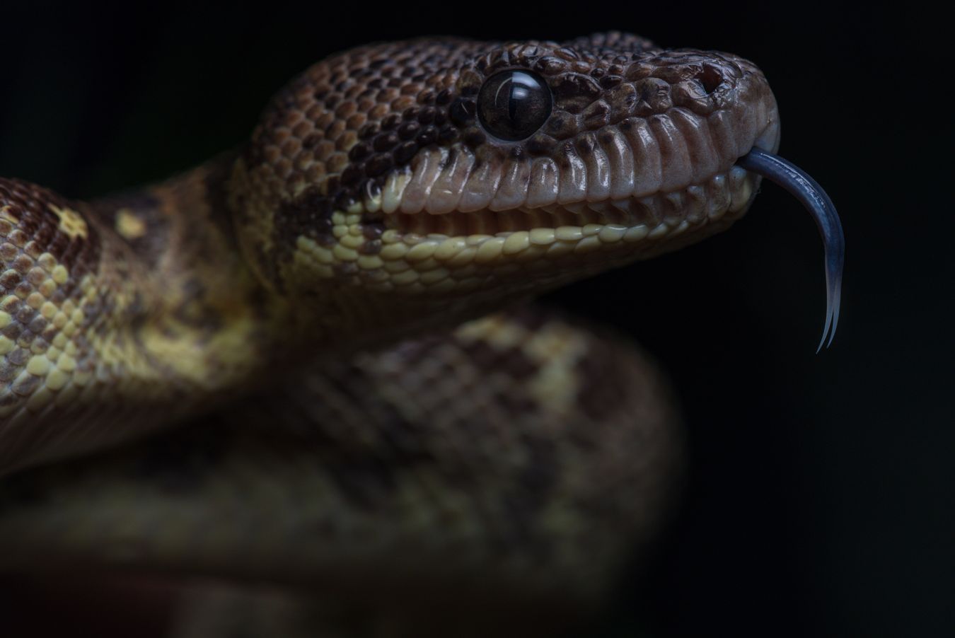 Boa arborícola de madagascar/ Sanzinia madagascariensis (Snakeroom)