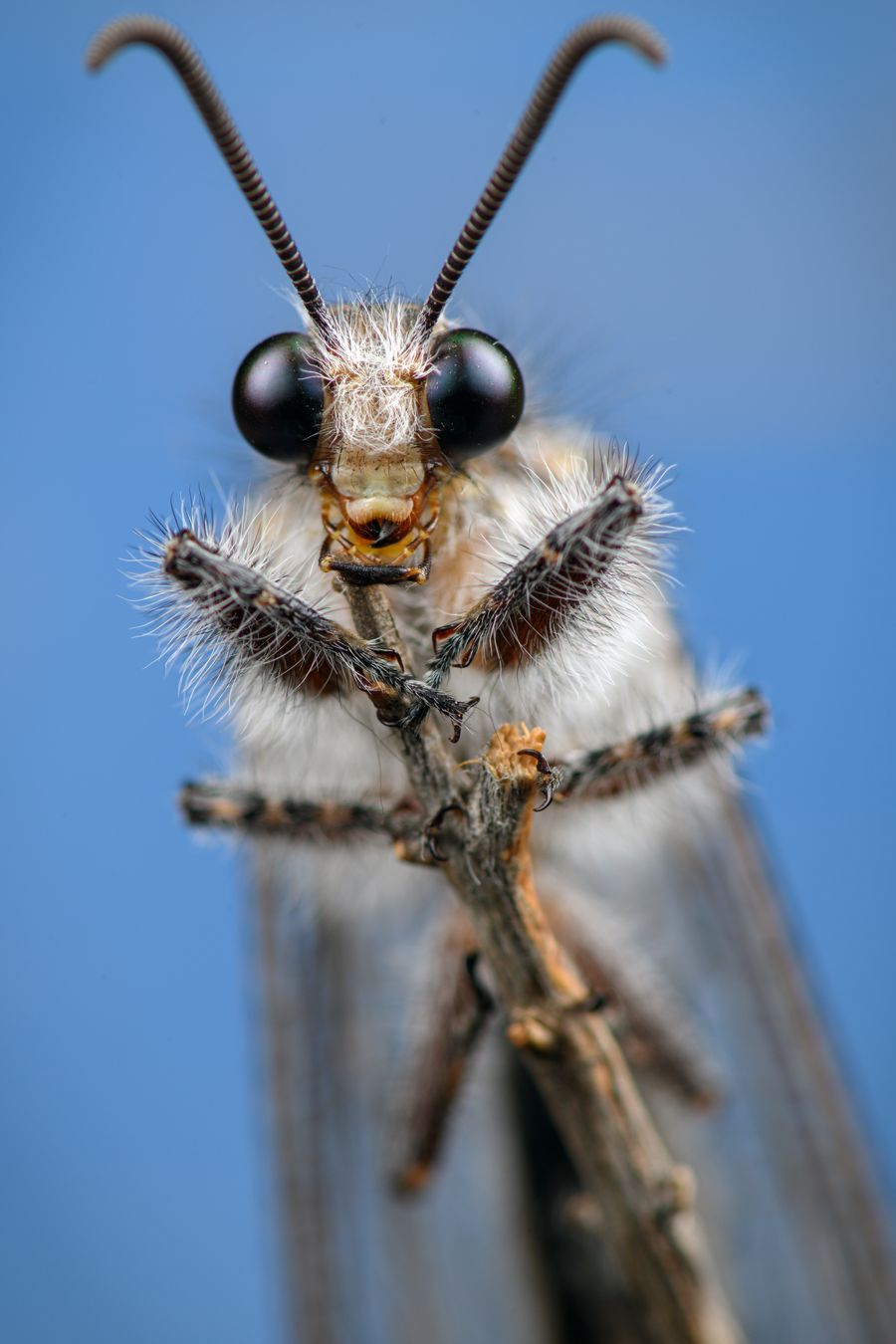 Hormiga león/ Acanthaclisis occitanica (Málaga)