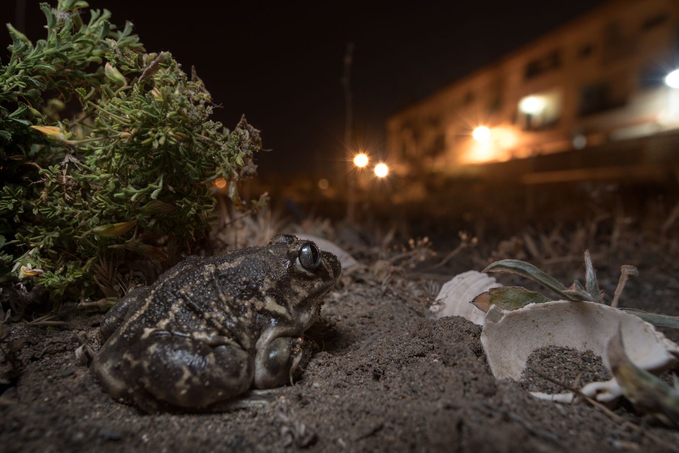 Sapo de espuelas/ Pelobates cultripes (Málaga)