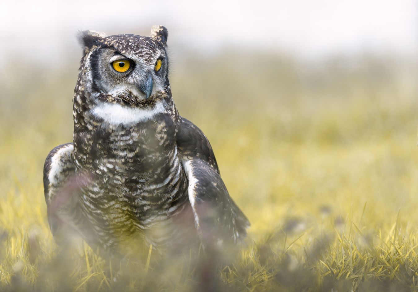 Búho de Virginia/ Bubo virginianus nigrescens (Silvestre. Recuperación. Ecuador)