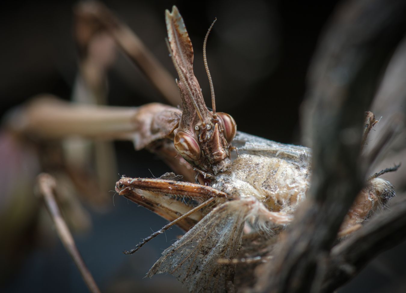 Mantis palo/ Empusa pennata (Málaga)