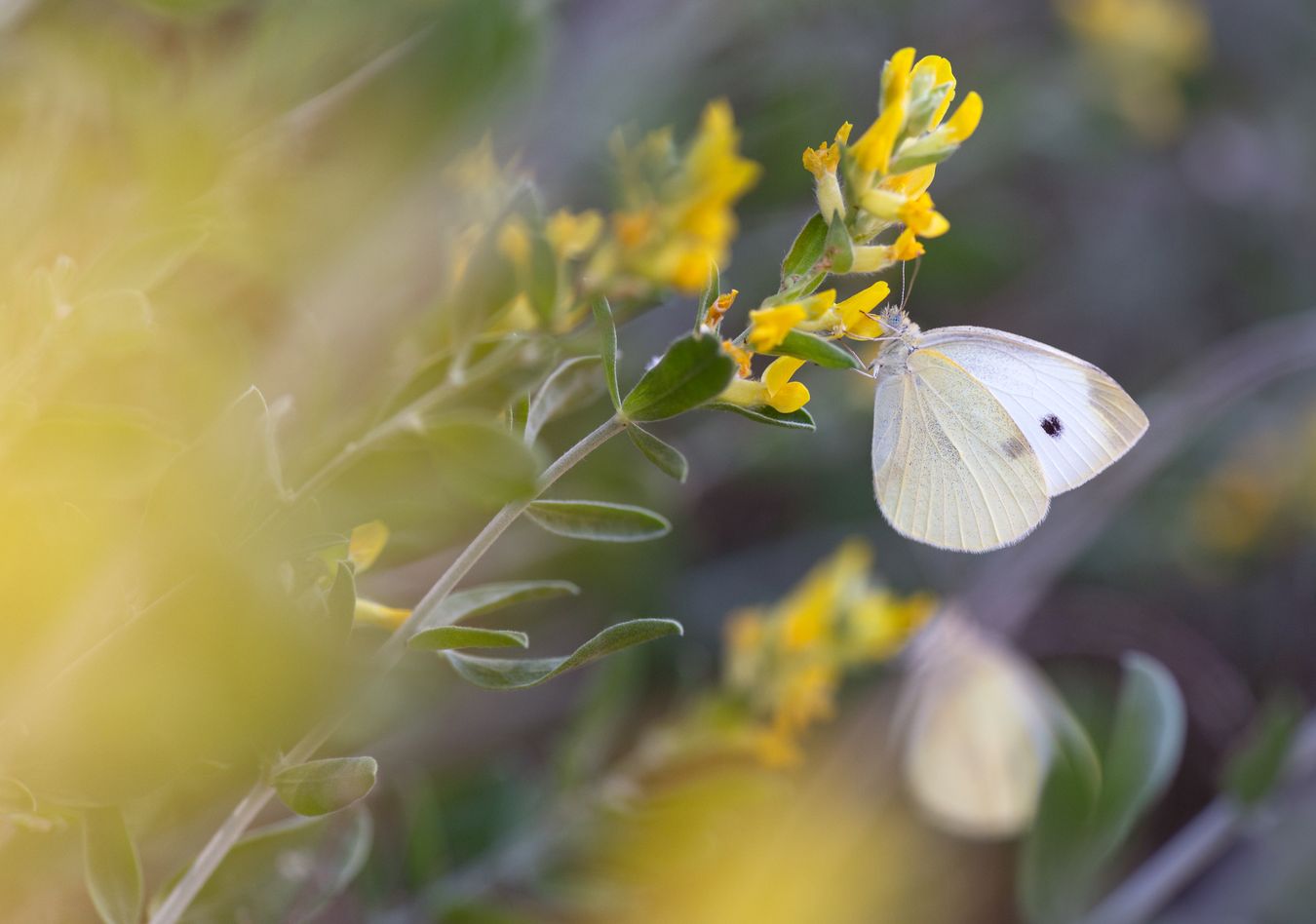 Mariposa de la col/ Pieris brassicae (Málaga)