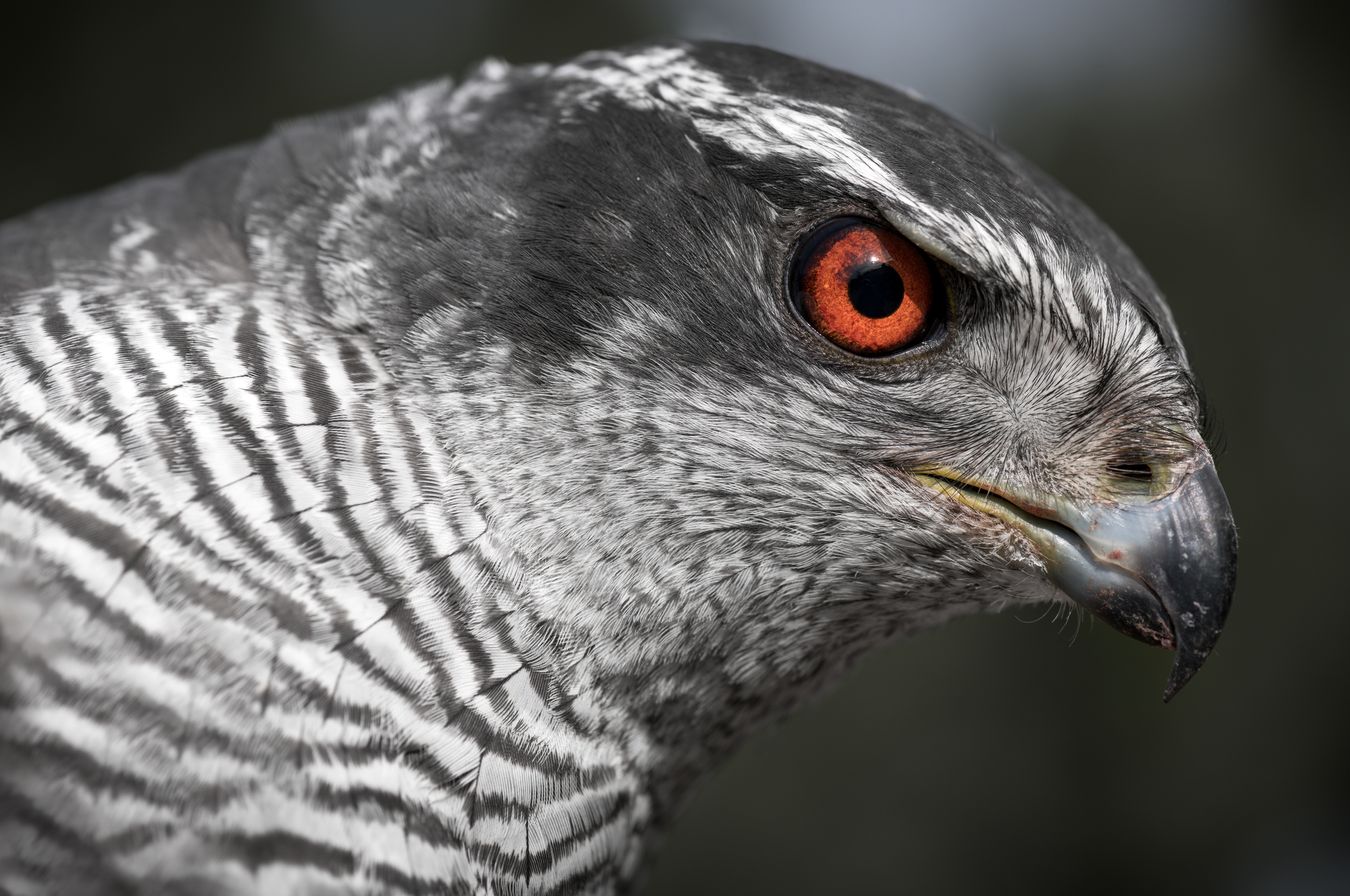 Azor común/ Accipiter gentilis (Silvestre. Recuperación. Madrid)