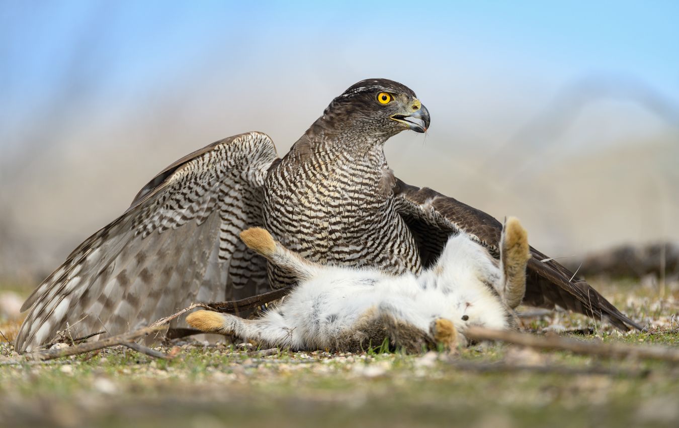 Azor común/ Accipiter gentilis (Cetrería. Madrid)