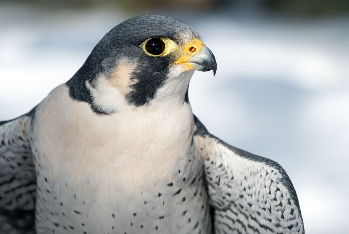 Halcón peregrino/ Falco peregrinus (Cetrería. Madrid)