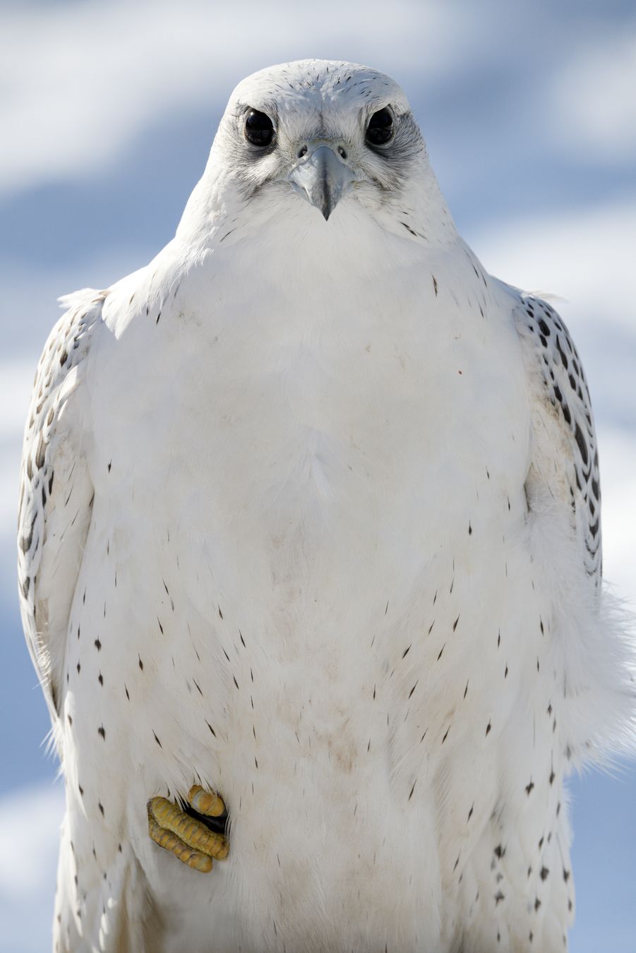 Halcón gerifalte/ Falco rusticolus (Cetrería. Madrid)