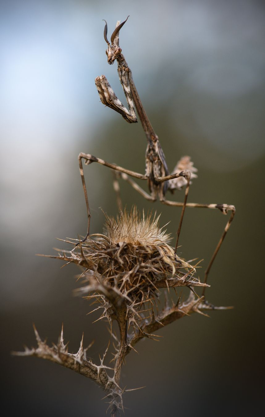 Mantis palo/ Empusa pennata (Madrid)