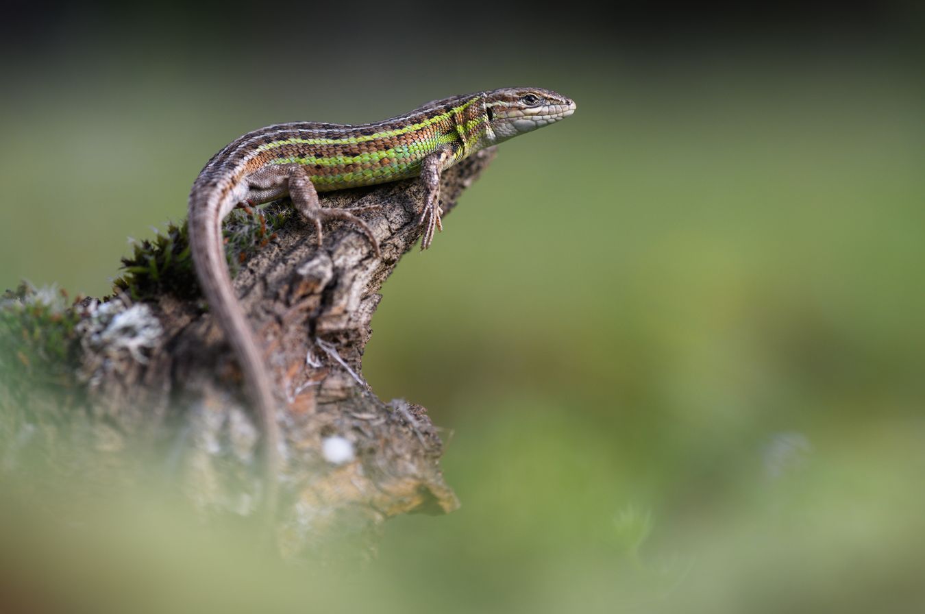 Lagartija cenicienta/ Psammodromus hispanicus (Madrid)