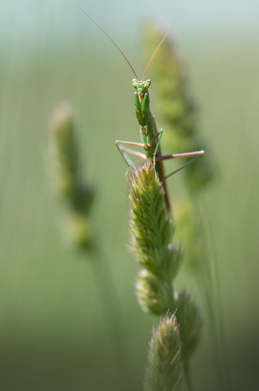 Mantis Ameles/ Ameles sp. (Málaga)