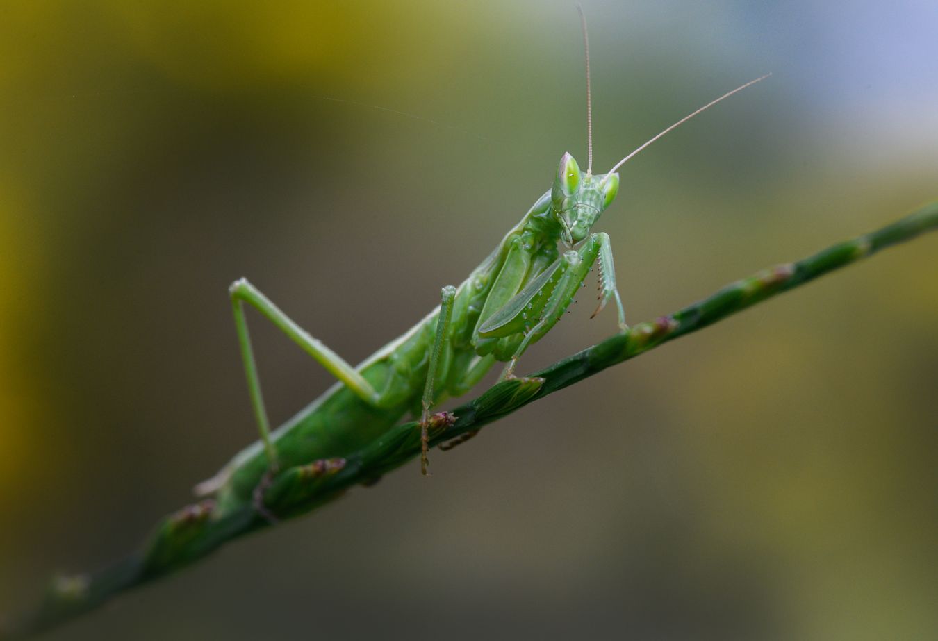 Mantis áptera/ Apteromantis aptera (Málaga)