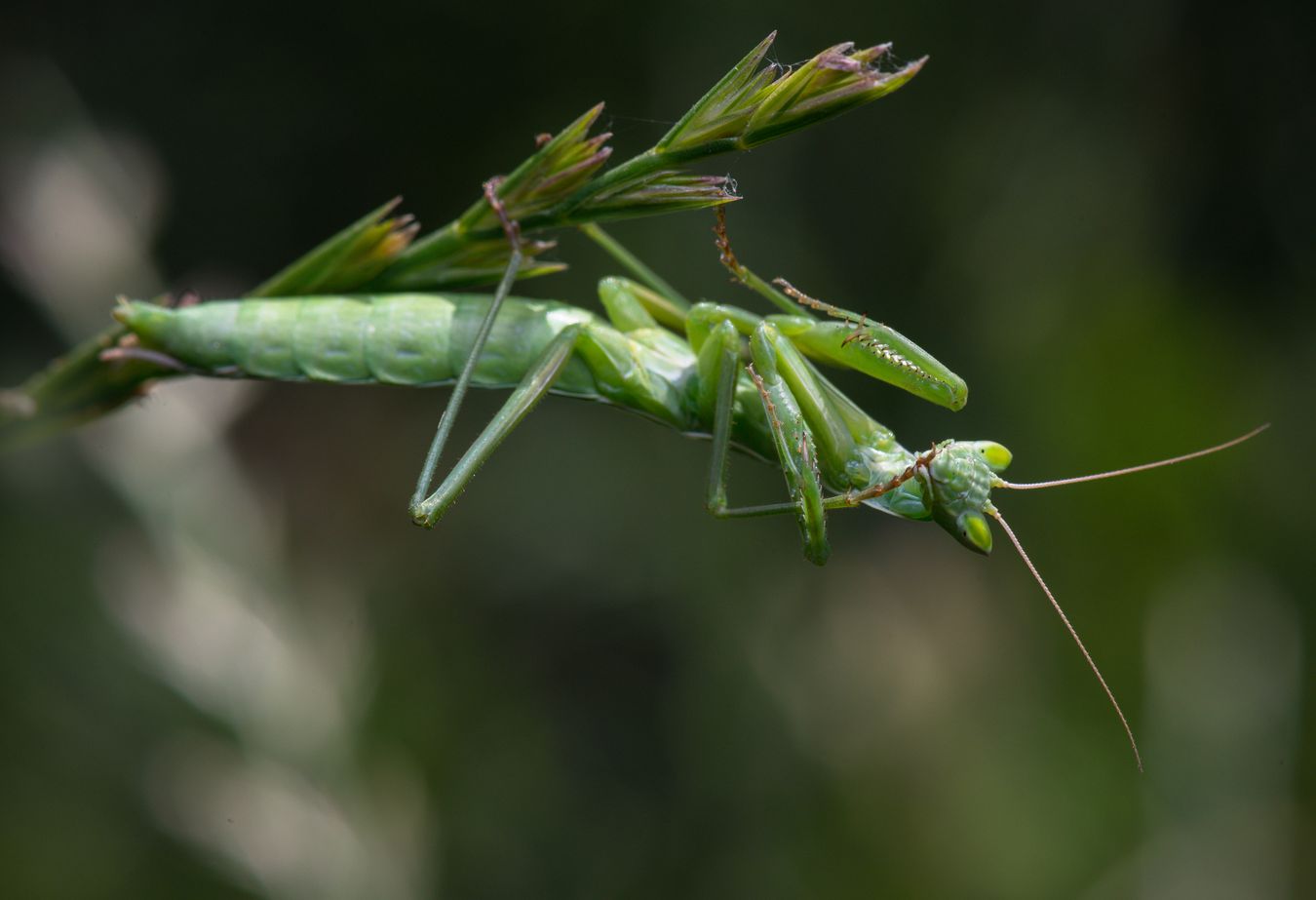 Mantis áptera/ Apteromantis aptera (Málaga)