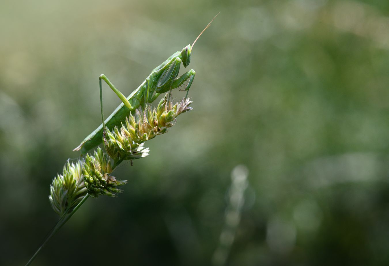 Mantis áptera/ Apteromantis aptera (Málaga)