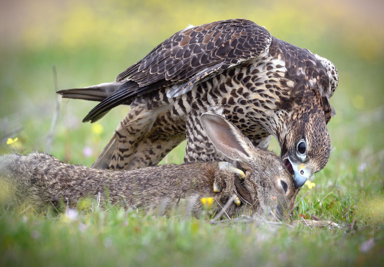 Halcón híbrido/ Falco peregrinus x Falco rusticolus (Cetrería. Madrid)