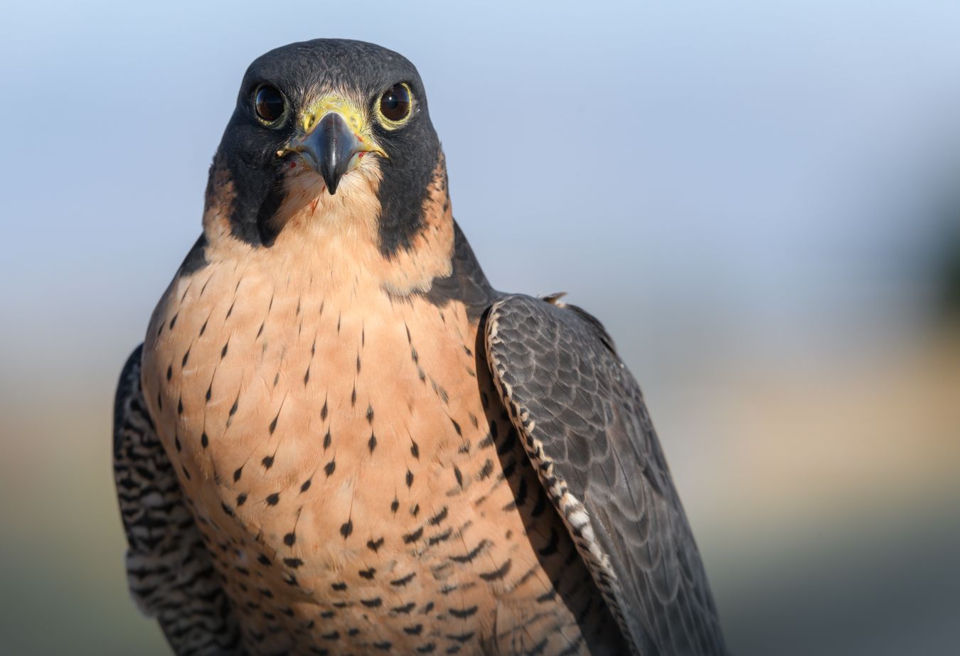 Halcón peregrino/ Falco peregrinus brookei (Cetrería. Madrid)