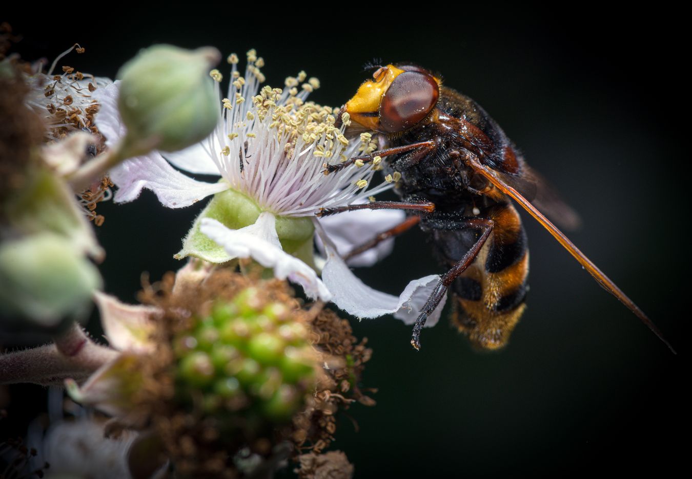 Mosca de las flores/ Volucella zonaria (Madrid)