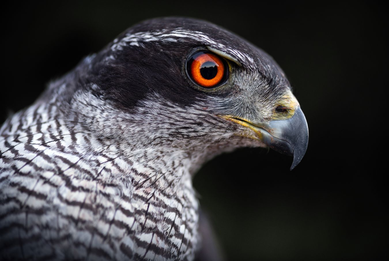 Azor común/ Accipiter gentilis (Silvestre. Recuperación. Madrid)